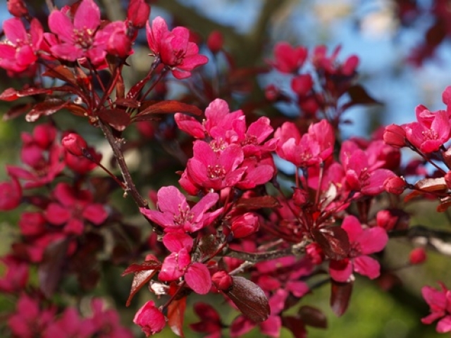 Malus Nicoline Zierapfel Malus Nicoline Zierapfel