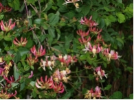 Geiblatt - Lonicera heckrotti