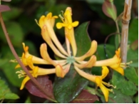 Geiblatt - Lonicera tellmanniana