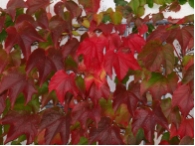 Parthenocissus tricuspidata 'Veitchii'