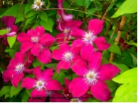 Clematis Rouge Cardinal