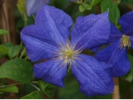 Clematis Jackmannii