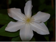 Clematis Mme Le Coultre