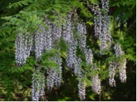 Wisteria sinensis