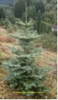 Abies nobilis