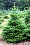 Abies nordmanniana Ambrolauri