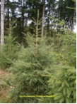 Picea abies