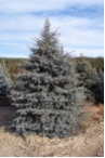 Picea pungens glauca