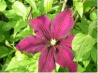 Clematis  Niobe