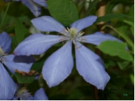 Clematis Mrs. Cholmondely