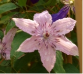 Clematis Hagley Hybrid