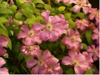 Clematis  Comtesse de Bouchaud