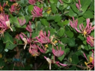 Geiblatt - Lonicera heckrottii 'Goldflame'