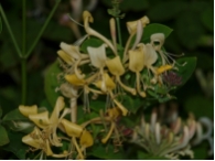 Geiblatt - Lonicera periclymenum