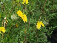 Clematis tangutica