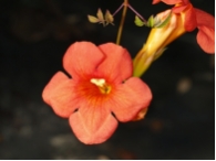 Campsis radicans