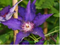 Clematis 'Maria Louise Jensen'(R)