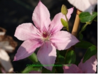 Clematis Pink Fantasy