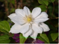 Clematis Duchess of Edinburgh