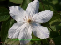 Clematis 'Jackmannii Alba'