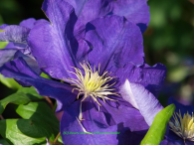 Clematis 'Lady Betty Balfour'