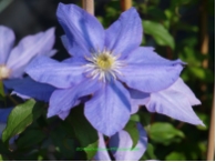 Clematis 'H.F.Young'