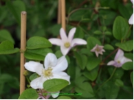 Clematis viticella 'Huldine'