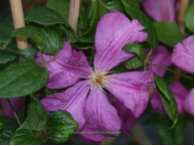 Clematis viticella 'Kermesina'