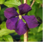 Clematis viticella 'Etoile Violette'