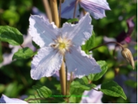 Clematis viticella 'Blue Angel'