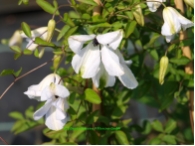 Clematis viticella 'Alba Luxurians'