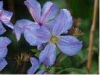 Clematis viticella 'Prince Charles'