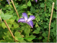 Clematis viticella 'Venosa Violacea'