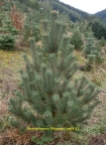 Pinus rostrata