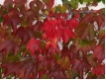 Parthenocissus tricuspidata 'Veitchii' - Dreilappige Jungfernrebe/ Selbstklimmender Wilder Wein