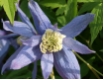 Clematis alpina