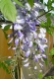 Wisteria sinensis