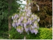 Wisteria sinensis