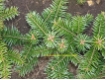 Abies nordmanniana Ambrolauri