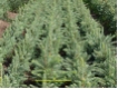 Picea pungens glauca