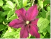 Clematis  Niobe - Waldrebe  dunkelsamtrot