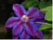 Clematis Mrs.N.Thompson