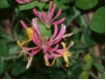 Geiblatt - Lonicera heckrottii 'Goldflame'