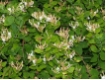 Geiblatt - Lonicera periclymenum