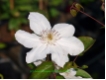 Clematis 'Jackmannii Alba'