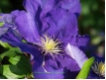 Clematis 'Lady Betty Balfour' - Waldrebe blauviolett