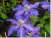 Clematis Daniel Deronda