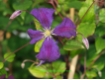 Clematis viticella 'Etoile Violette'