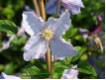 Clematis viticella 'Blue Angel' - Waldrebe lichtblau