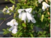 Clematis viticella 'Alba Luxurians' - Waldrebe wei